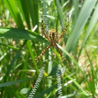 <i>Argiope anasuja</i> Thorell, 1887